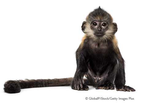 adorable monkey