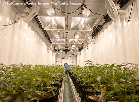 stock Image cannabis farm