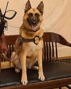 Dog on a leash with a badge on her collar sits on a cushioned bench