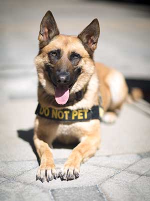 Short-haired light brown dog with black-tipped ears, eyes and nose, wearing harness with “Do Not Pet” lettering lies on paving stones on a plaza, tongue hanging out