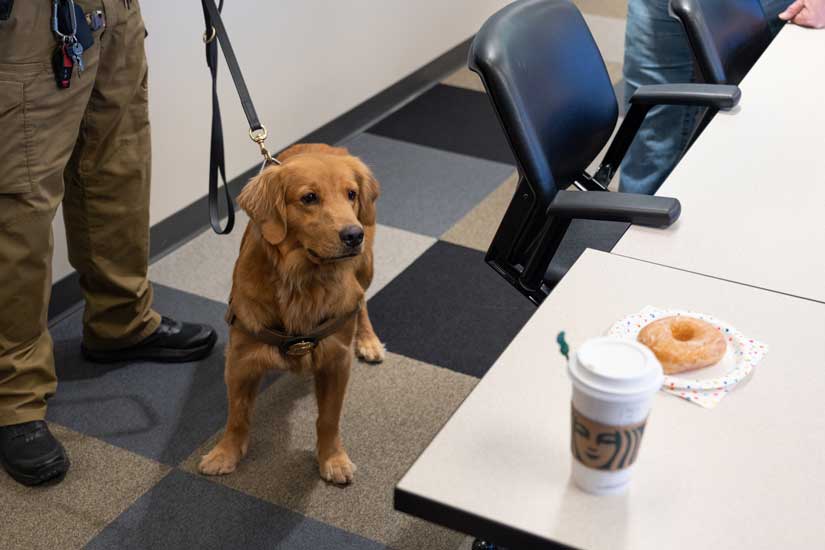 Golden retriever gazes toward a conference room table, at a cup of coffee and glazed doughnut perched near the edge.