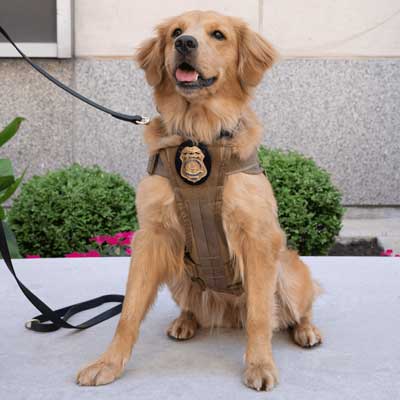 Golden retriever stands attentively on plaza, wearing a harness.