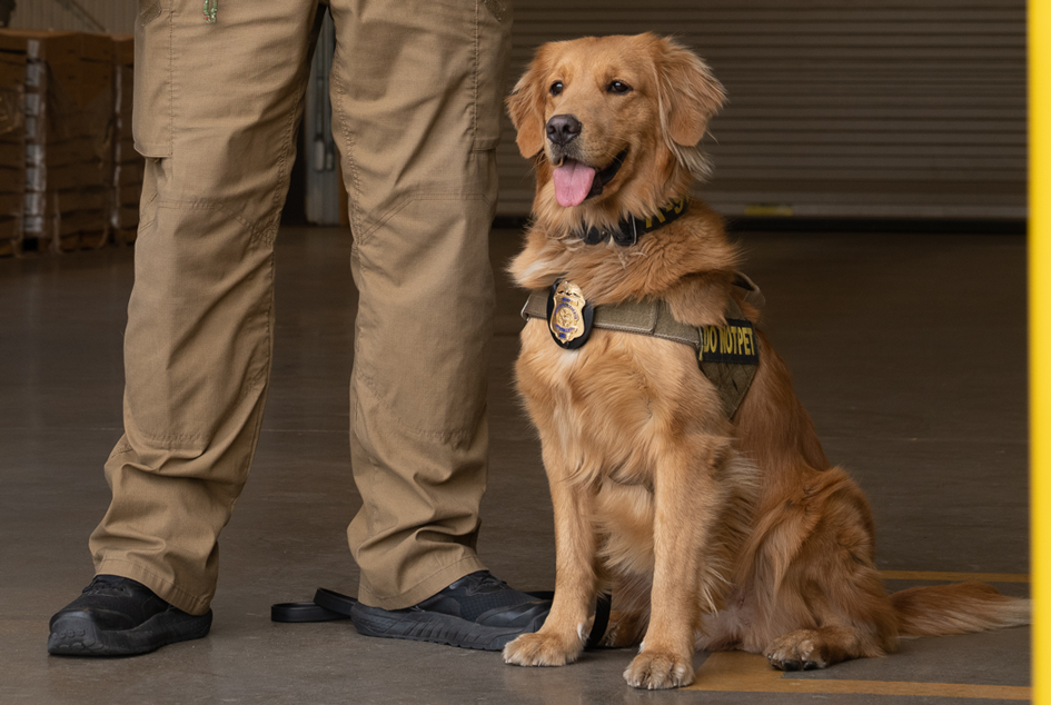A golden retriever with a badge on her harness sits on concrete by her handler's legs