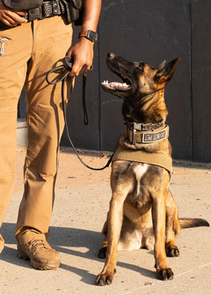 Beige dog with black points and badge on her harness looks up at her handler