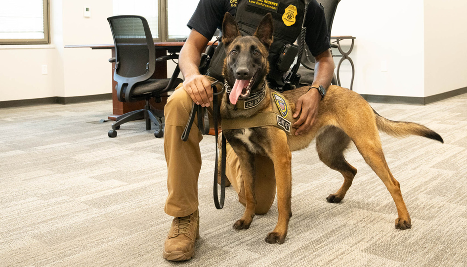 Short-haired dog wearing a harness with a badge stands and looks alertly at the camera while being held by a handler