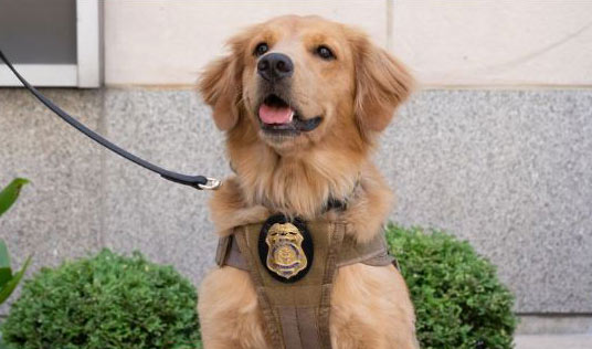 A golden retriever with a police badge.