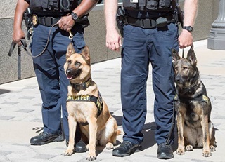 Officers with K-9s