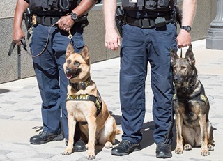 Officers with K-9s