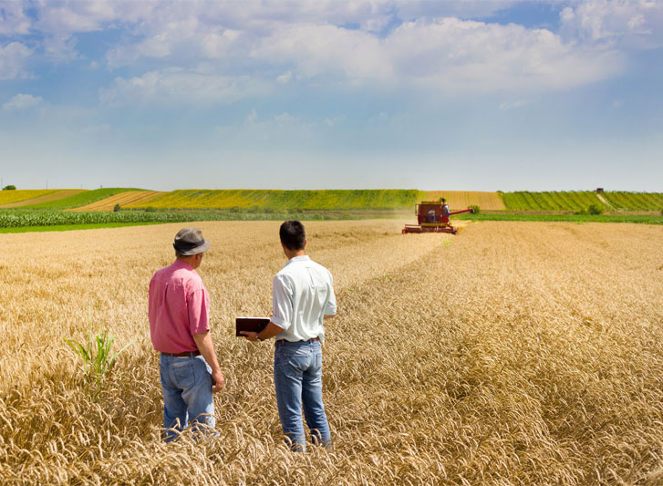 Young CEO and farmer in wheat field