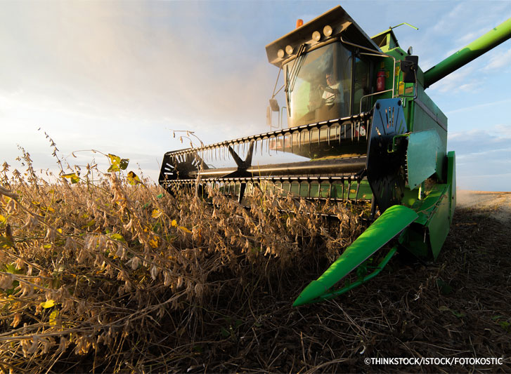Combining soybeans