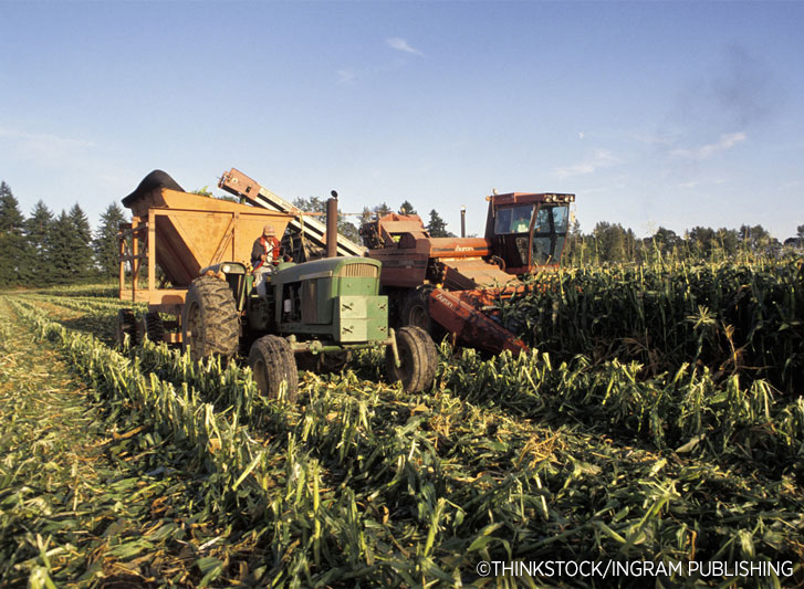 Corn Harvest