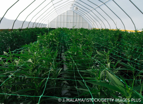 Marijuana growing in plant nursery