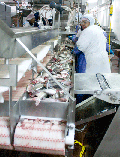 Also at Heartland, an unidentified employee, swathed head-to-toe in her uniform, processes catfish. | St. Louis Fed