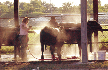 As at any major county or state fair, the exhibition of livestock remains a centerpiece of the action.