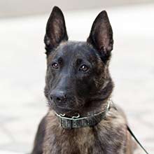 Officer P, canine with dark brown fur