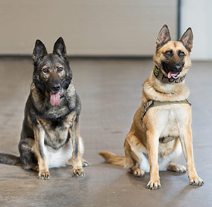 Pair of canine officers