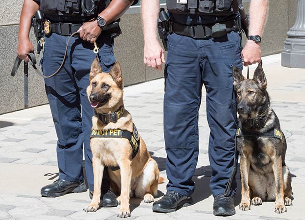 Outdoor picture of golden dog and brown dog with K-9 handlers